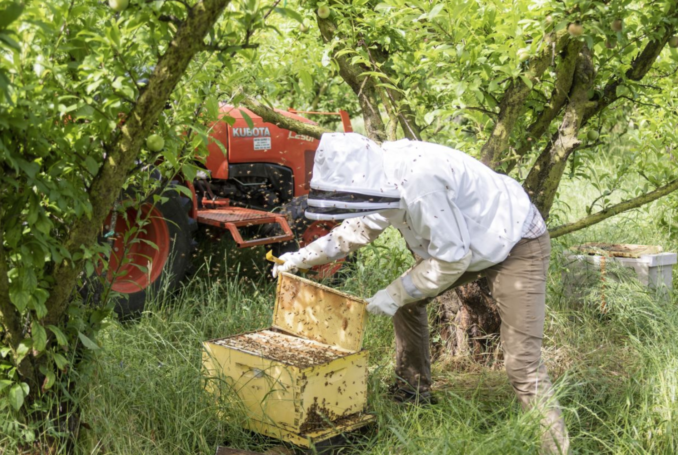 Small-Time Beekeepers Are Making