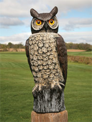 owl camera system
