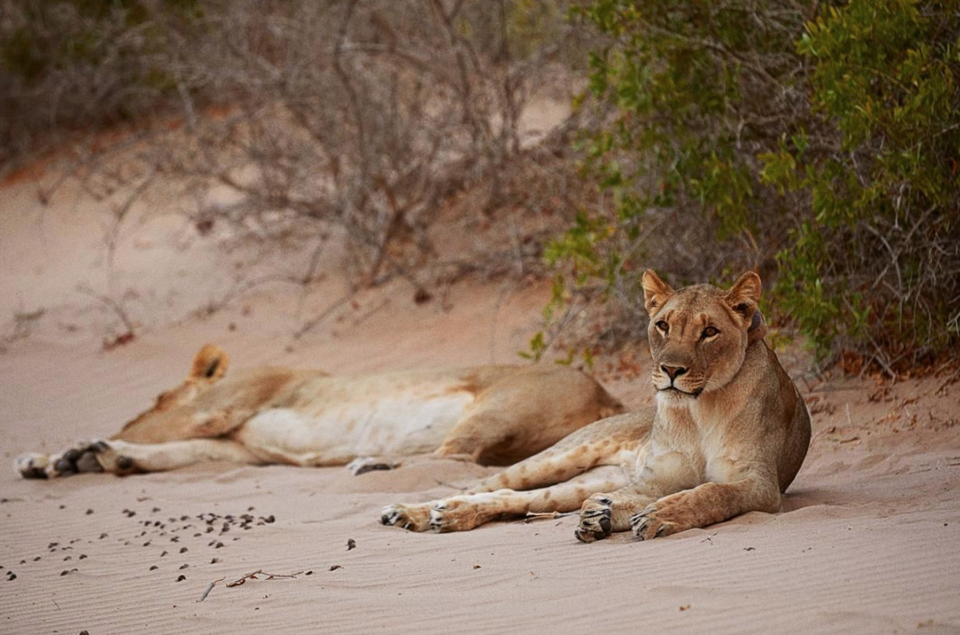 How Venture-Capital Tactics Help Save Africa’s Last 20,000 Wild Lions (#GotBitcoin?)