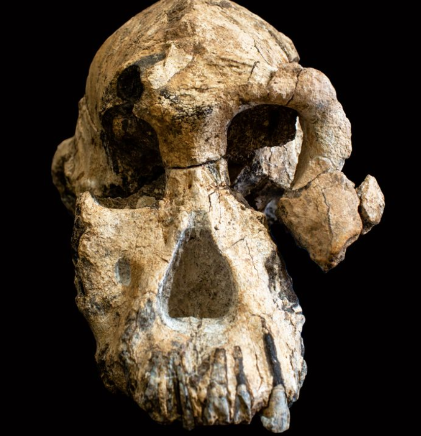 Scientists Put A Face On An Ancient Human Ancestor (#GotBitcoin?)