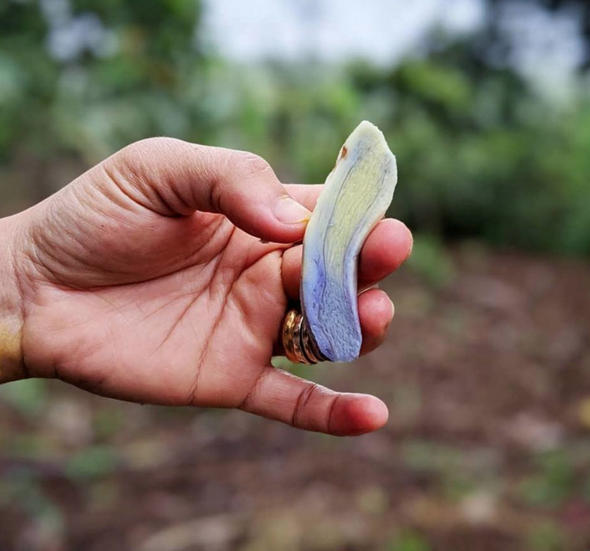 Blue Turmeric Is The Latest Super Spice To Shake Up Pantry Shelves