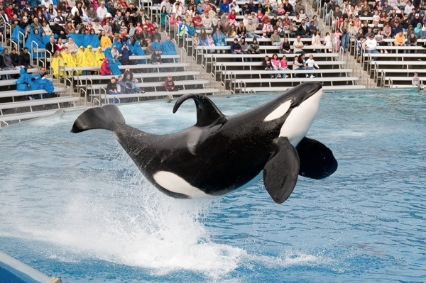 Killer Whale Dies Suddenly At SeaWorld San Diego