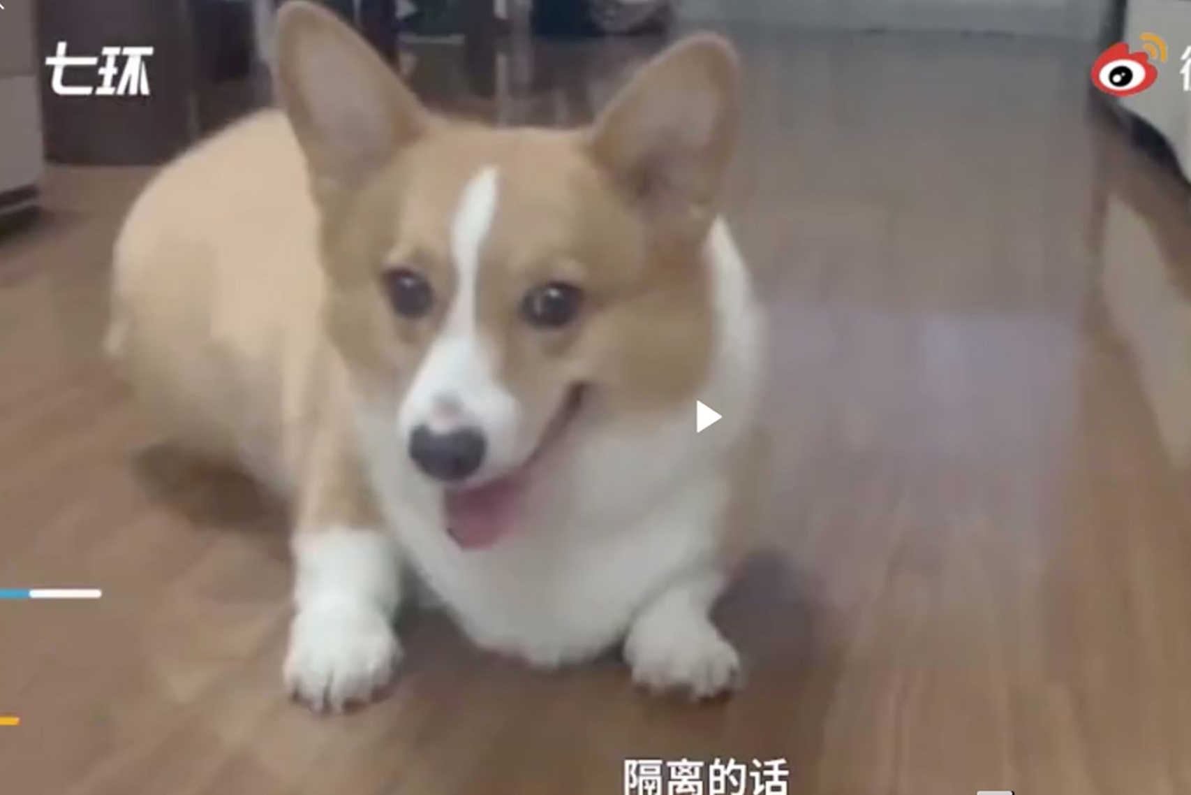 China Left In Shock Following Brutal Killing Of Corgi During Covid-19 Disinfection
