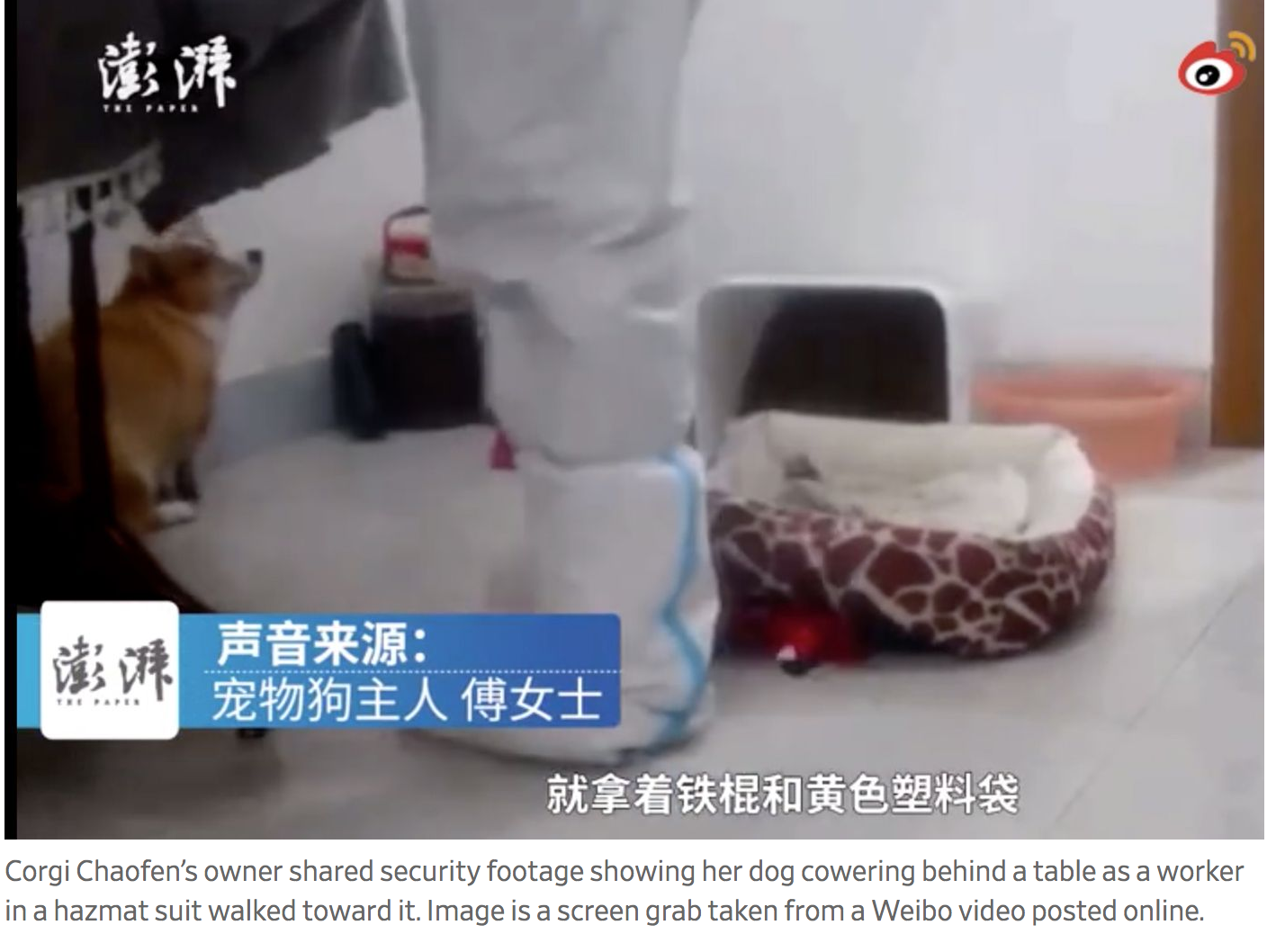 China Left In Shock Following Brutal Killing Of Corgi During Covid-19 Disinfection