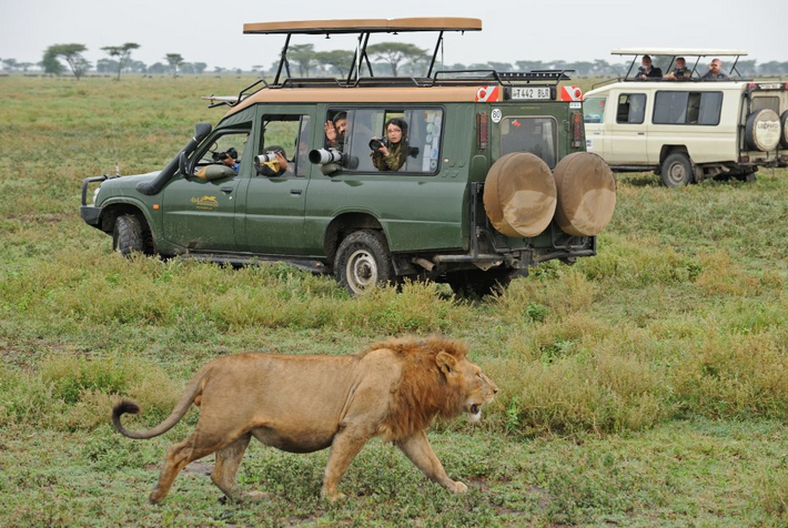 African Safari Vacation Itinerary (2024 Proposal)