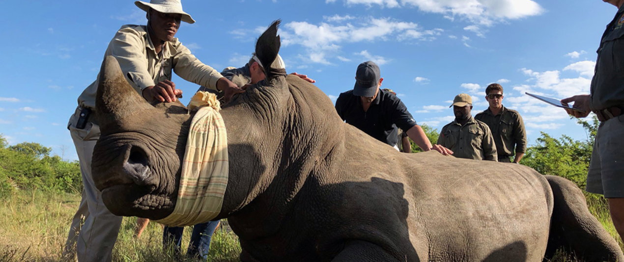 Meet The Women Who Track Down And Kill Poachers