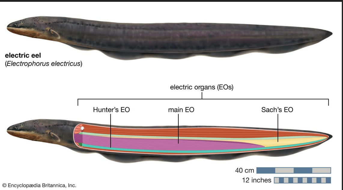 Electric Eels Lead To Discovery of Batteries And Operate Nervous Systems of Prey From A Distance