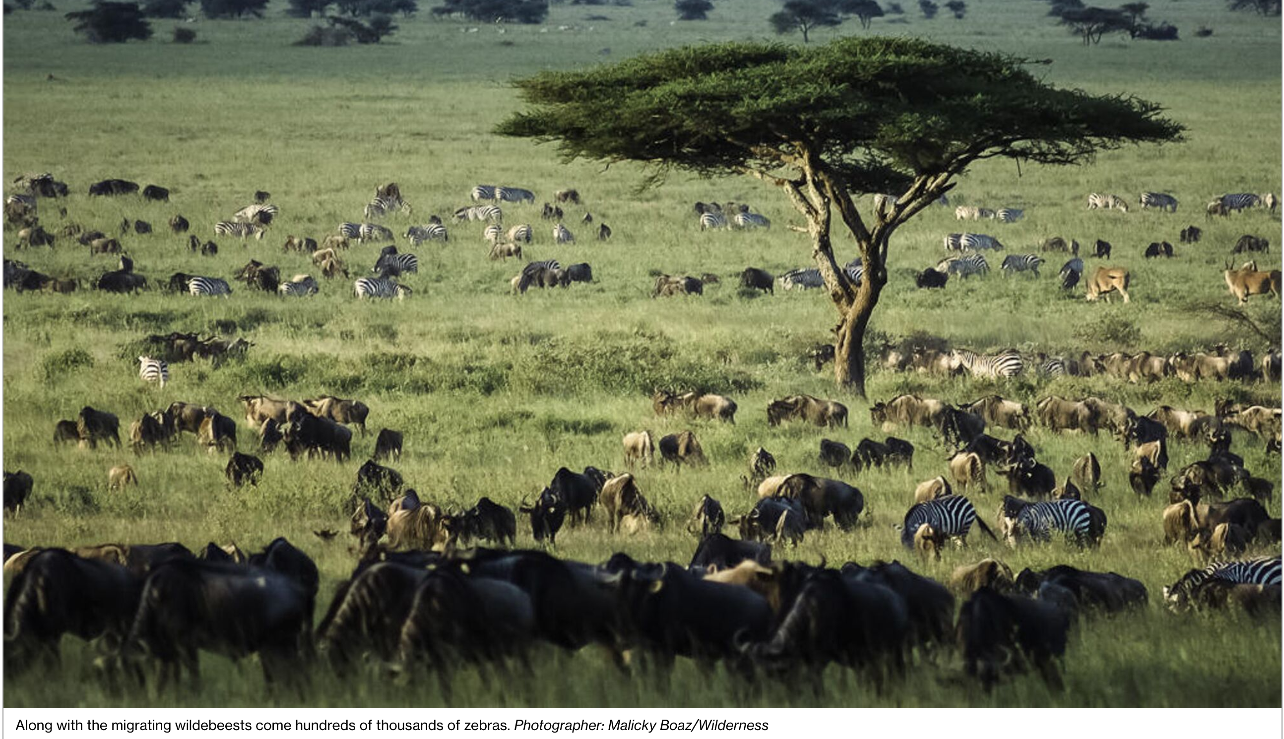 African Safari Vacation Itinerary (2024 Proposals)