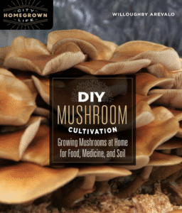 Ultimate Resource On Mushrooms From Foraging, Medicinal, Cultivation And More