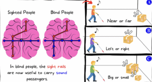 Humans Can Echolocate Like Bats And Dolphins. We Explain How It Works